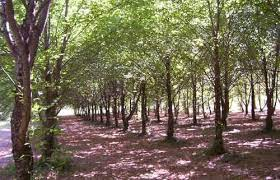 Progetto Punto Informativo Forestale Mobile: bandi per la valorizzazione del patrimonio tartufigeno forestale.