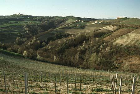 I vigneti alla fine dell'inverno