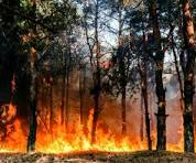 Dichiarazione stato di massima pericolosità incendi boschivi.