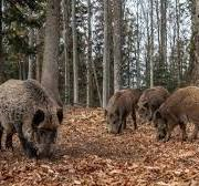 Contrasto alla peste suina africana.
