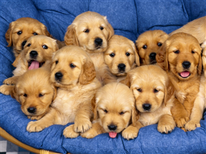 Identificazione cani